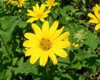 heliopsis helianthoides 6-11a.jpg